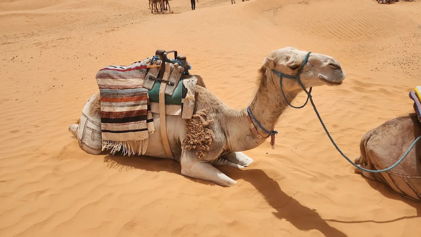 Sur les Pas des Bédouins : Une Aventure Nomade dans le Sahara 16
