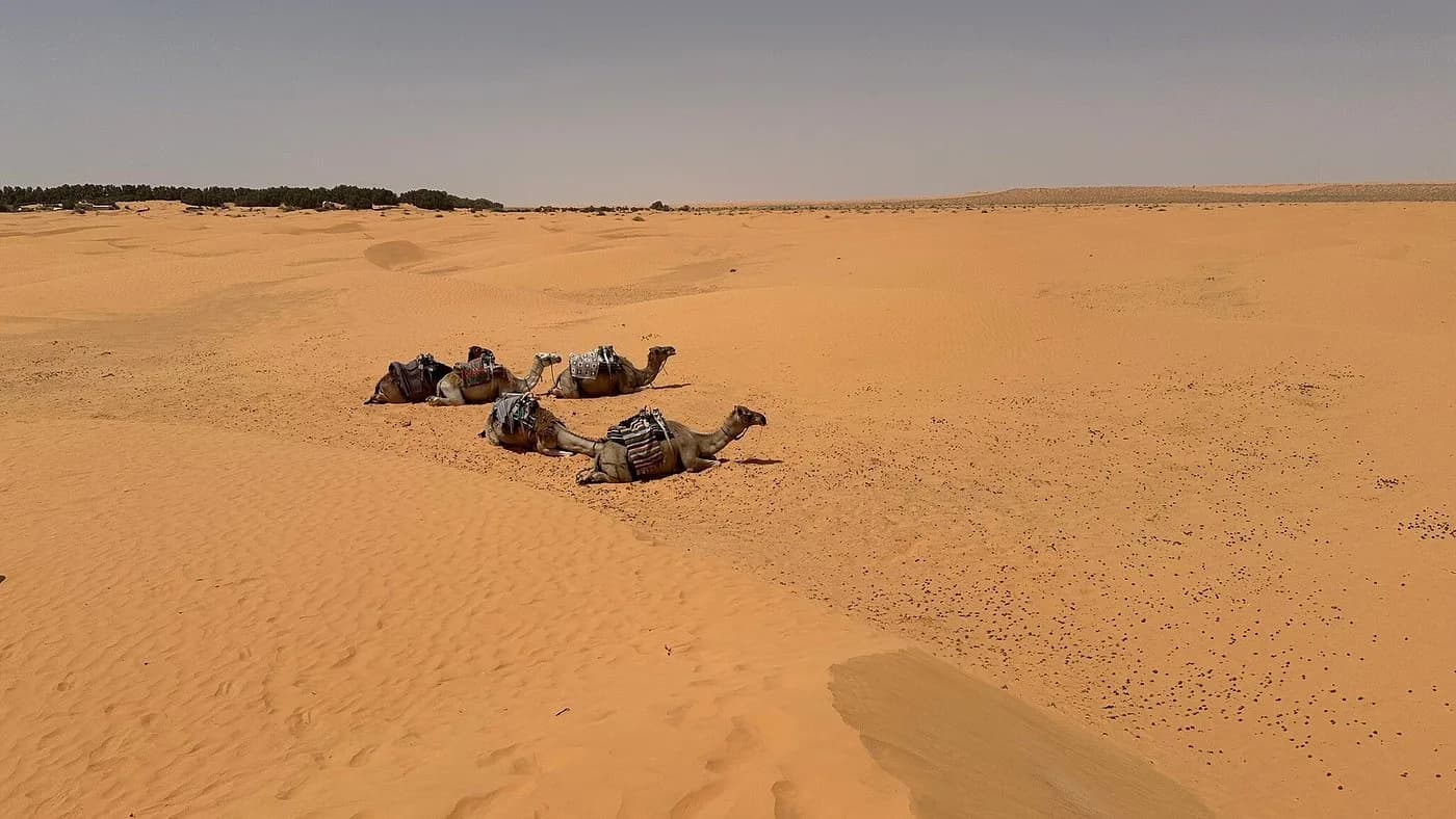 Coucher de Soleil dans les Dunes 9